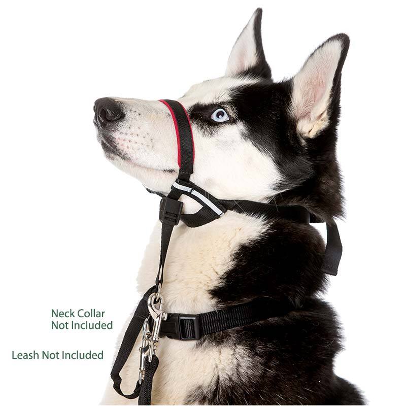 Dog face halti sales