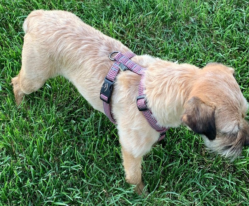 Timberwolf leashes discount